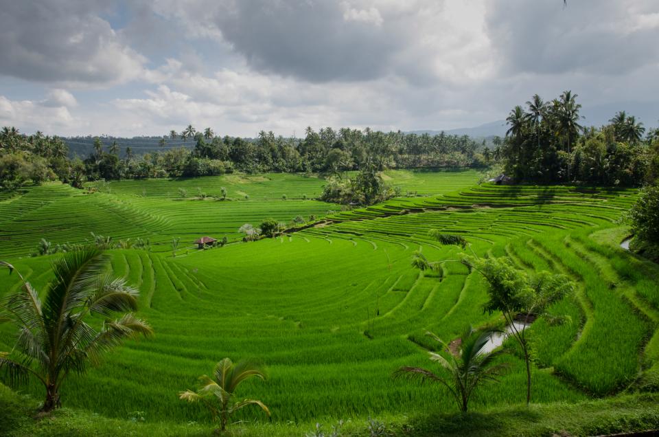 Green rice terraces in Bali under a cloudy sky